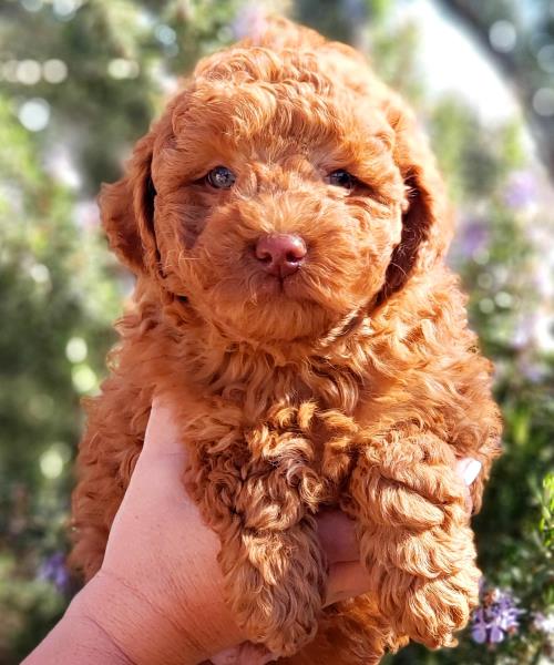 Simba